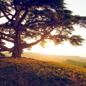 Un grande albero di cedro su una collina durante un evocativo tramonto