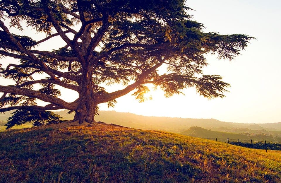 Un grande albero di cedro su una collina durante un evocativo tramonto