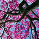 Un albero di ipe (o lapacho) in fiore, visto dal basso