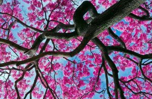 Un albero di ipe (o lapacho) in fiore, visto dal basso