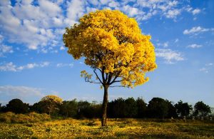 Un albero di ipe in fiore