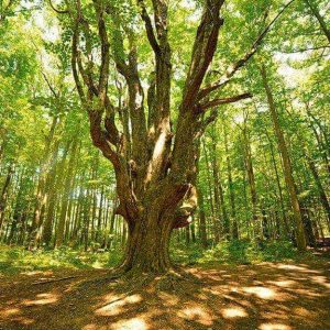 Un grande e massiccio albero di olmo in mezzo a un bosco