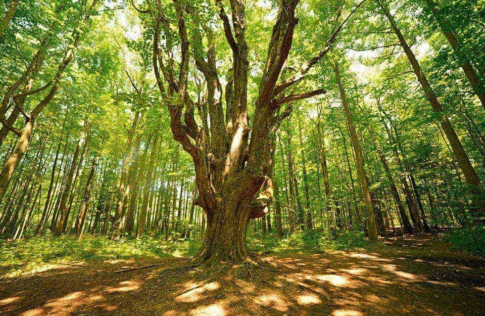 Un grande e massiccio albero di olmo in mezzo a un bosco