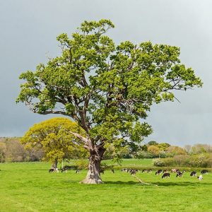 Un albero di olmo inglese spicca nella campagna verde, vicino a un gruppo di mucche al pascolo
