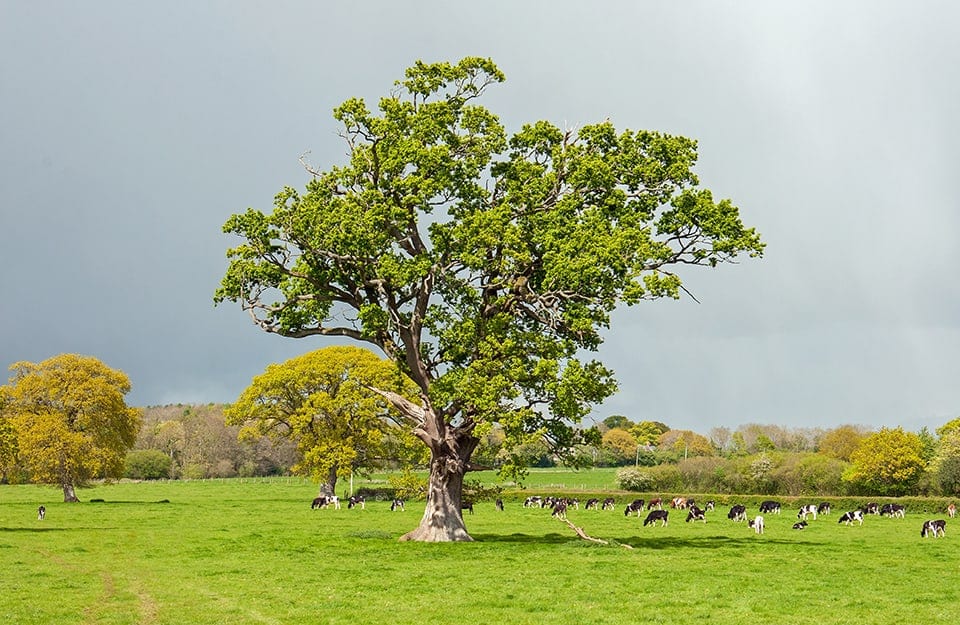 Un albero di olmo inglese spicca nella campagna verde, vicino a un gruppo di mucche al pascolo
