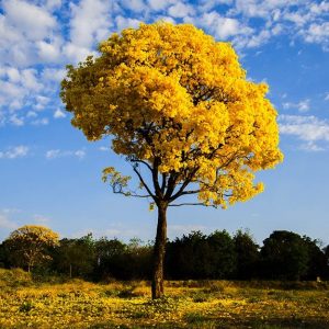Un albero di ipe in fiore