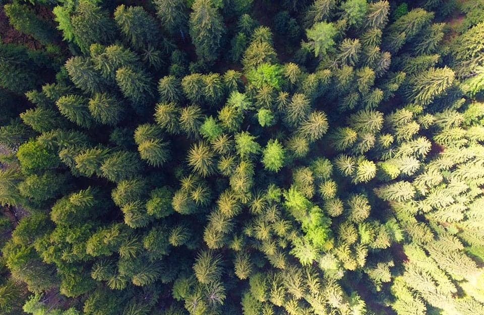 Vista dall'alto delle cime degli alberi di un grande bosco di conifere