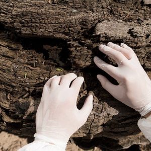 Due mani con guanti bianchi saggiano la superficie di un tronco d'albero