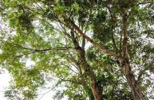 Degli alberi di Guibourtia visti dal basso