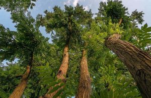 Degli alberi di palissandro visti dal basso