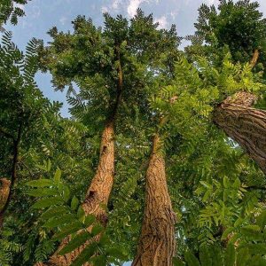 Degli alberi di palissandro visti dal basso