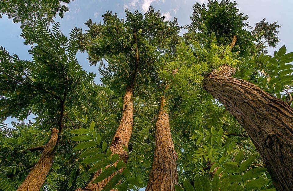 Degli alberi di palissandro visti dal basso