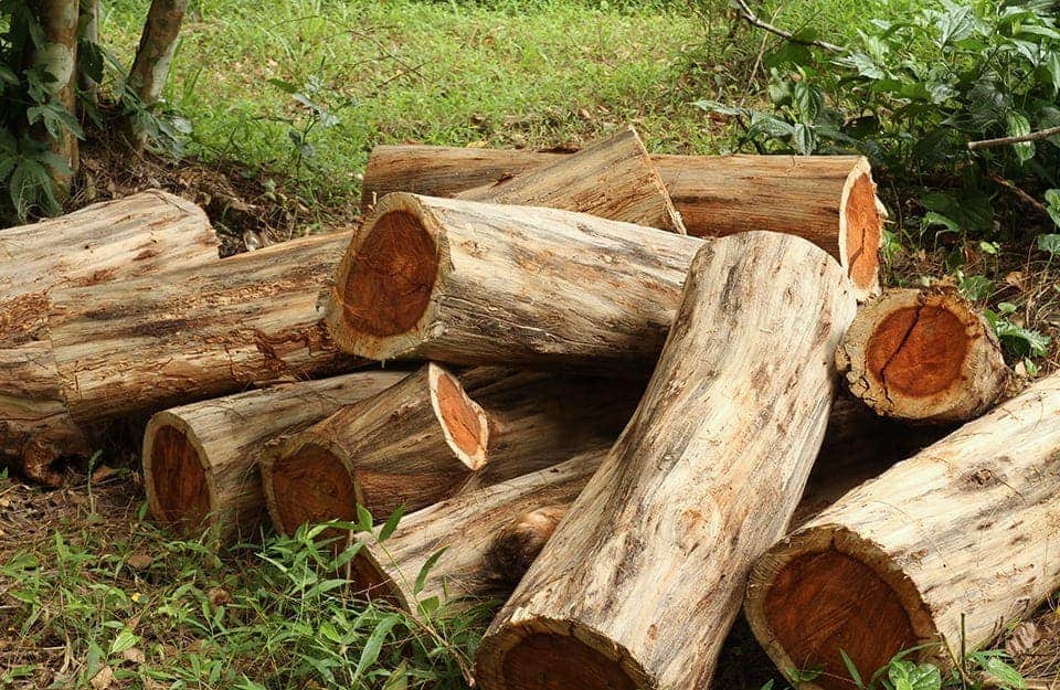 Catasta di tronchi di palissandro appena tagliati