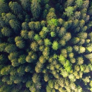 Vista dall'alto delle cime degli alberi di un grande bosco di conifere