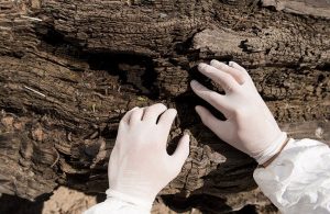 Due mani con guanti bianchi saggiano la superficie di un tronco d'albero