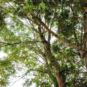Degli alberi di Guibourtia visti dal basso