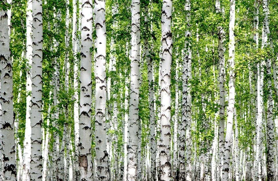 Vista sui caratteristici tronchi bianchi di un bosco di betulle