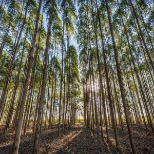 Fitta piantagione di alberi di eucalipto in Brasile