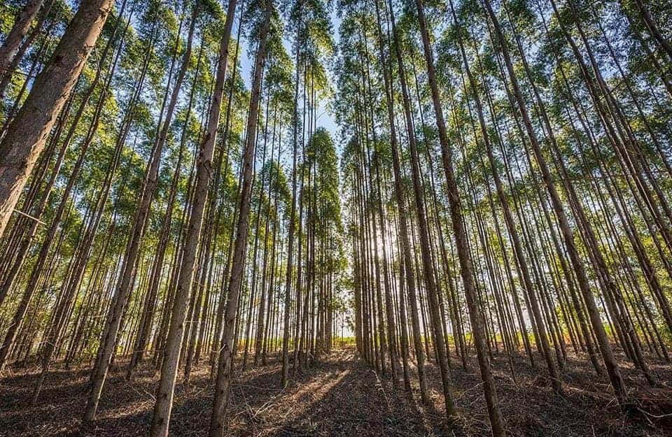 Fitta piantagione di alberi di eucalipto in Brasile