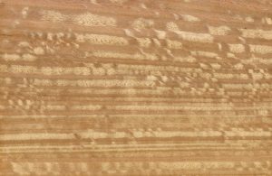 Texture del legno di eucalipto