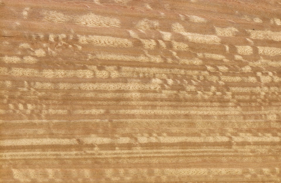 Texture del legno di eucalipto