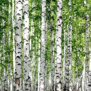 Vista sui caratteristici tronchi bianchi di un bosco di betulle
