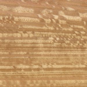 Texture del legno di eucalipto