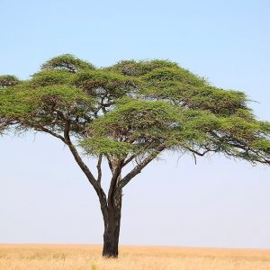 Albero di acacia solitario nella savana del Serengeti