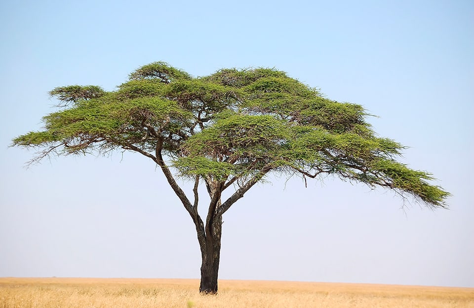 Albero di acacia solitario nella savana del Serengeti