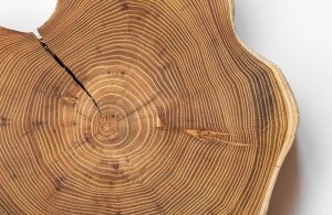 Sezione di un tronco di acacia con una spaccatura e gli anelli di accrescimento