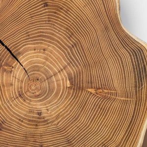 Sezione di un tronco di acacia con una spaccatura e gli anelli di accrescimento