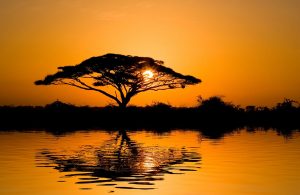 Silhouette di un albero di acacia al tramonto che si specchia sull'acqua