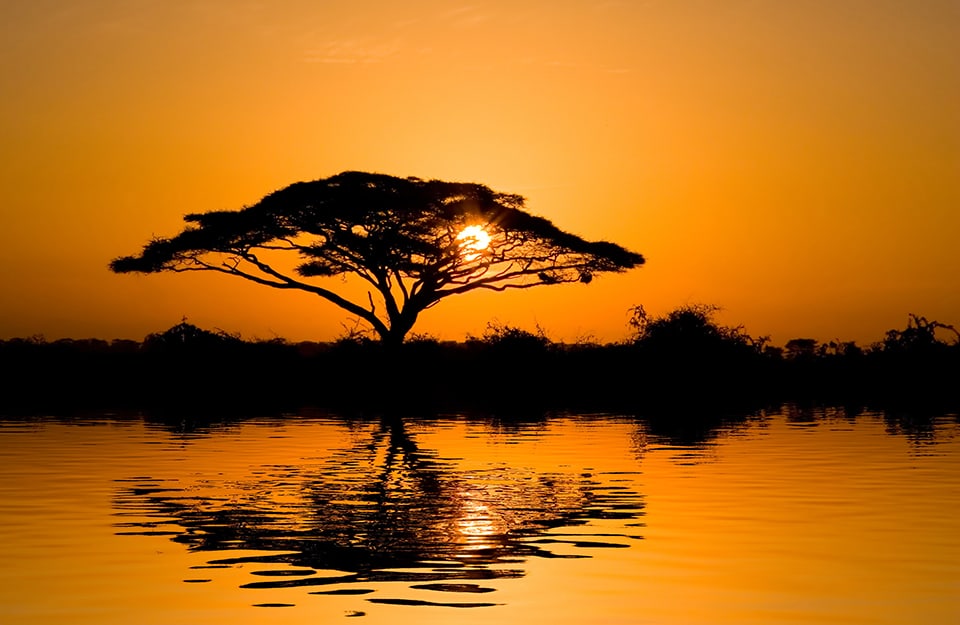 Silhouette di un albero di acacia al tramonto che si specchia sull'acqua