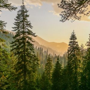 Panorama di un bosco di pini in montagna