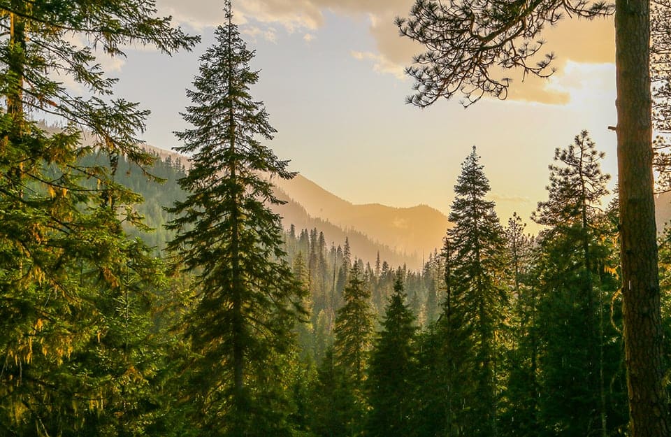 Panorama di un bosco di pini in montagna