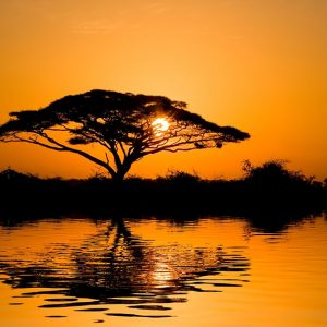 Silhouette di un albero di acacia al tramonto che si specchia sull'acqua