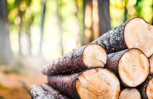 Tronchi di pino tagliati, accatastati in un bosco