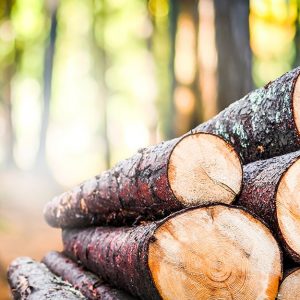 Tronchi di pino tagliati, accatastati in un bosco