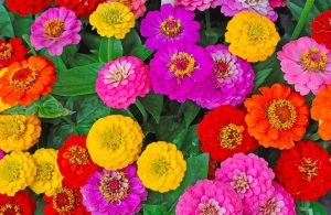 Delle zinnie di diversi colori, tra giallo, rosso e fucsia