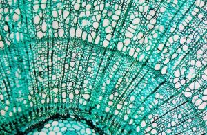 Microfotografia di una sezione di pino con ben visibili le cellule della pianta