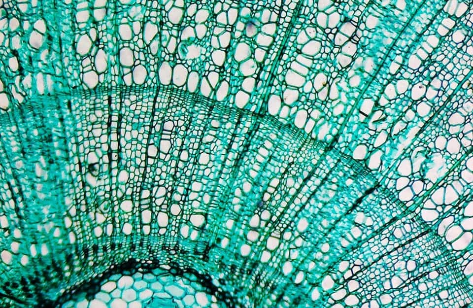 Microfotografia di una sezione di pino con ben visibili le cellule della pianta