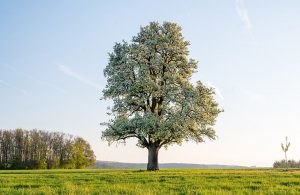 Un grande albero di pero svetta in una pianura verde