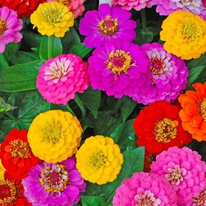 Delle zinnie di diversi colori, tra giallo, rosso e fucsia