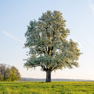Un grande albero di pero svetta in una pianura verde