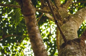 Dettaglio del tronco e dei rami con foglie di un albero di sapele