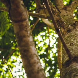 Dettaglio del tronco e dei rami con foglie di un albero di sapele