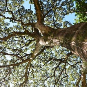 Un albero di jatobà visto dal basso verso l'alto