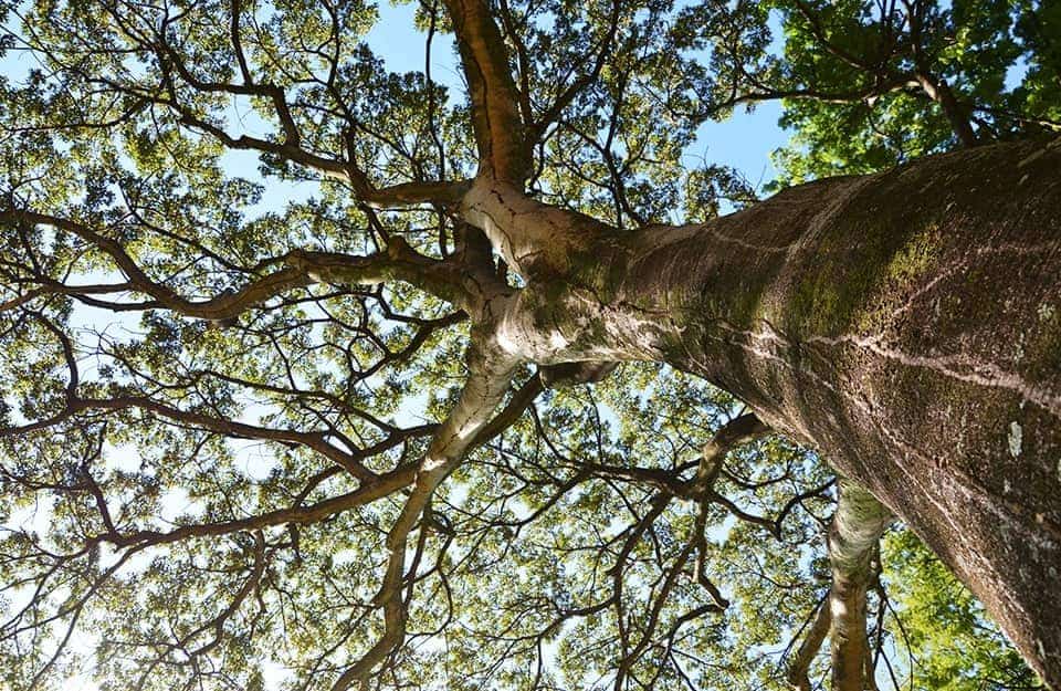Un albero di jatobà visto dal basso verso l'alto
