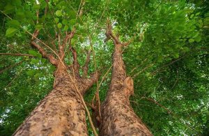 Due alberi di padouk visti da sotto: si vedono i tronchi e la chioma fogliosa
