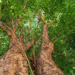 Due alberi di padouk